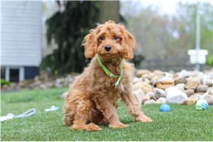 Matt - puppy for sale