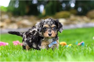 Sutton - puppy for sale
