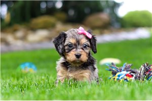 Sadie - Cavapoo for sale