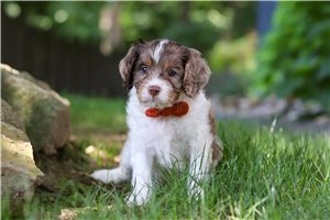 Jensen - Cavapoo for sale