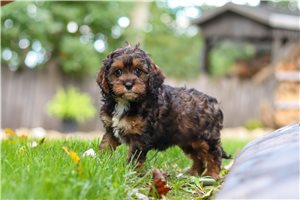 Bess - Cavapoo for sale