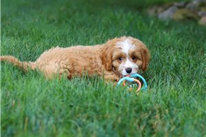 Alex - Cavapoo for sale