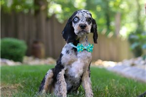 Catapult - Cavapoo for sale