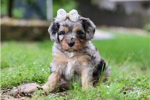 Cali - puppy for sale