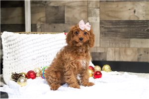 Kona - Cavapoo for sale