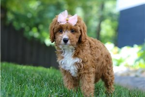 Akira - puppy for sale