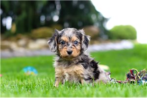 Silas - puppy for sale