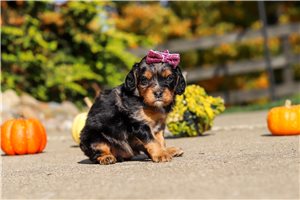 Hera - puppy for sale