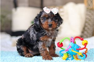 Camden - Cavapoo for sale
