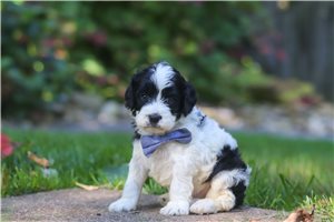Bastian - puppy for sale