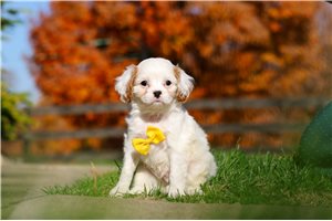 Jimmy - Cavapoo for sale