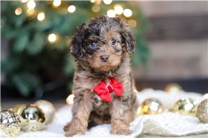 Vector - Cavapoo for sale