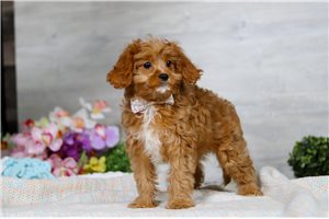 Molly - Cavapoo for sale