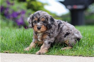 Cadet - puppy for sale