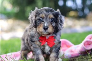 Blythe - puppy for sale
