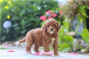 Amber - Cavapoo for sale