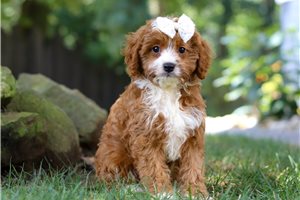 Febe - puppy for sale