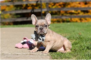 Argo - French Bulldog for sale