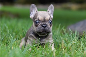 Scarlett - French Bulldog for sale