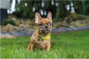 Lawson - French Bulldog for sale