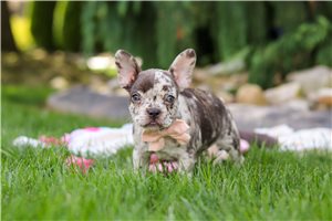 Nessa - French Bulldog for sale