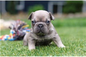 Stella | Puppies For Sale at Pawrade