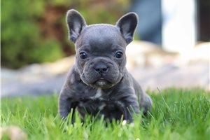 Felton - French Bulldog for sale