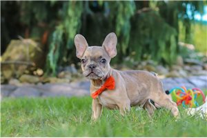 Argo - French Bulldog for sale