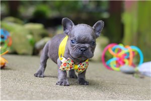 Margo - French Bulldog for sale