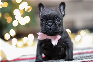 Winifred - French Bulldog for sale