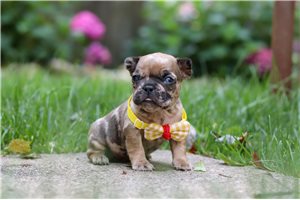 Lawson - puppy for sale