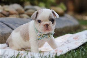 Elmo - French Bulldog for sale