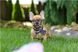 Lawson - French Bulldog for sale