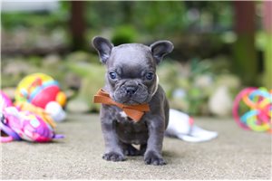 Melissa - French Bulldog for sale