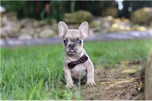 Argo - French Bulldog for sale