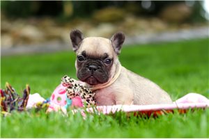 Sebastian - puppy for sale