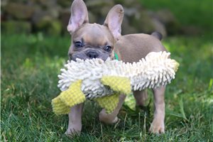 Fenway - French Bulldog for sale