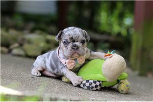 Lola - French Bulldog for sale