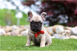 Sebastian - French Bulldog for sale