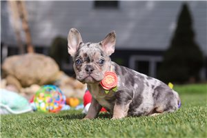 Lola - French Bulldog for sale