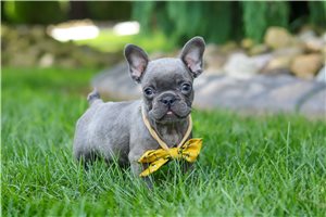 Arch - French Bulldog for sale