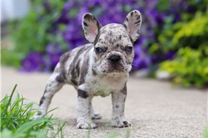 Isaac - French Bulldog for sale