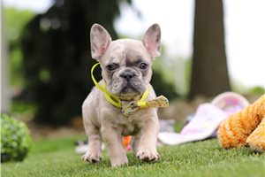 Fenton - French Bulldog for sale