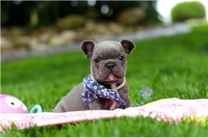 Santiago - puppy for sale