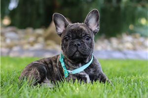 Fenda - French Bulldog for sale