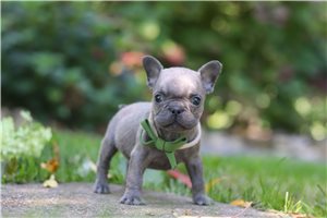 Arch - puppy for sale