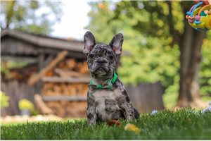 Nico - French Bulldog for sale