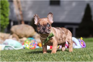 Lawson - French Bulldog for sale