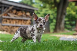 Nessa - French Bulldog for sale