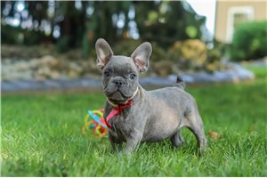 Arch - French Bulldog for sale